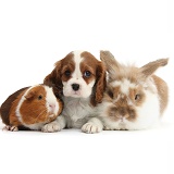 Blenheim Cavalier pup with rabbit and Guinea pig