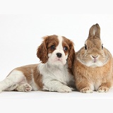 Blenheim Cavalier pup and Netherland Dwarf rabbit
