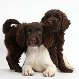 Cocker Spaniel puppy and chocolate Goldendoodle pup