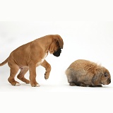 Boxer puppy and rabbit