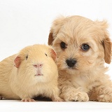 Cute Cavapoo pup and yellow Guinea pig