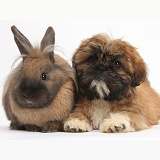 Brown Shih-tzu pup and rabbit