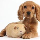 Cute Golden Cocker Spaniel puppy and yellow Guinea pig