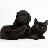 Black Maine Coon kitten and Cute Daxiedoodle puppy