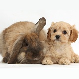 Cute Cavapoo pup and rabbit