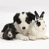 Black-and-white Border Collie pup, rabbit and Guinea pig