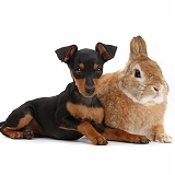 Miniature Pinscher puppy and rabbit