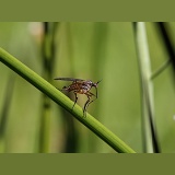 Empid fly