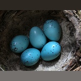 Song Thrush nest with eggs
