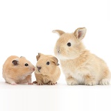 Baby Guinea pig, rabbit and Golden Hamster