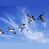 Swallow in flight series