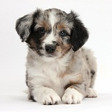 Merle Mini American Shepherd puppy