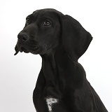 Black Pointer puppy
