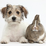 Cute Bichon Frise x Jack Russell puppy and bunny