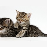 Two cute sleepy tabby kittens