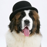 Saint Bernard puppy wearing a bowler hat