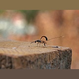 Ichneumon egg-laying in a wooden fence post