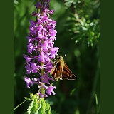 Large Skipper Butterfly nectaring on an orchid flower, French Pyrenees
