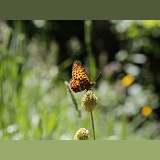 Pearl-bordered Fritillary resting on Salad Burnet