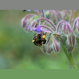 White-tailed Bumblebee worker with full pollen sacs visiting Borage flower