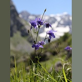 Wild columbine, French Pyrenees