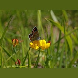 Brown Argus Butterfly on Birdsfoot Trefoil
