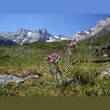 Pyrenean Thistle (Carduus carlinoides)