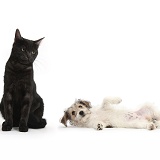 Black cat looking askance at submissive puppy