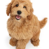 Cute Goldendoodle puppy sitting and looking up