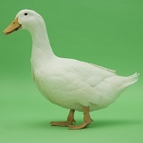 White duck on green background