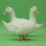 Two white ducks on green background