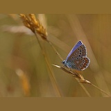 Common Blue Butterfly male