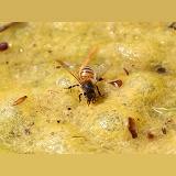 Honey Bee worker drinking from algae-covered pond