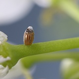 3.Orange-tip Butterfly egg showing caterpillar starting to hatch
