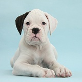 Black eared white Boxer puppy on blue background