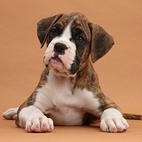 Boxer puppy, 8 weeks old, on brown background