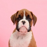Boxer puppy, 7 weeks old, on pink background
