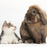 Tabby-and-white kitten with rabbit