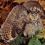Long-eared Owl in aggressive display