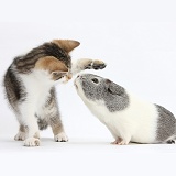 Guinea pig about to kiss Tabby-and-white kitten