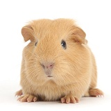 Cute baby yellow Guinea pig