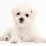 Cute white Bichon x Yorkie puppy