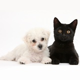 Cute white Bichon x Yorkie puppy and black cat