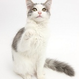 Grey-and-white cat pointing