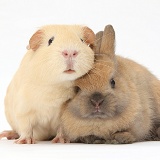 Yellow Guinea pig and brown bunny together