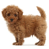 Cute red Toy Poodle puppy standing