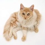 Red silver Turkish Angora cat, lying and looking up