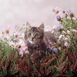 Fluffy tabby kitten among pink daisies and heather