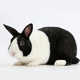 Black Dutch male rabbit