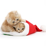Ginger kittens in a Santa hat
